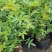 木香花苗红木香花四季甜蜜爬藤植物特大花苗盆栽攀爬浓香花卉