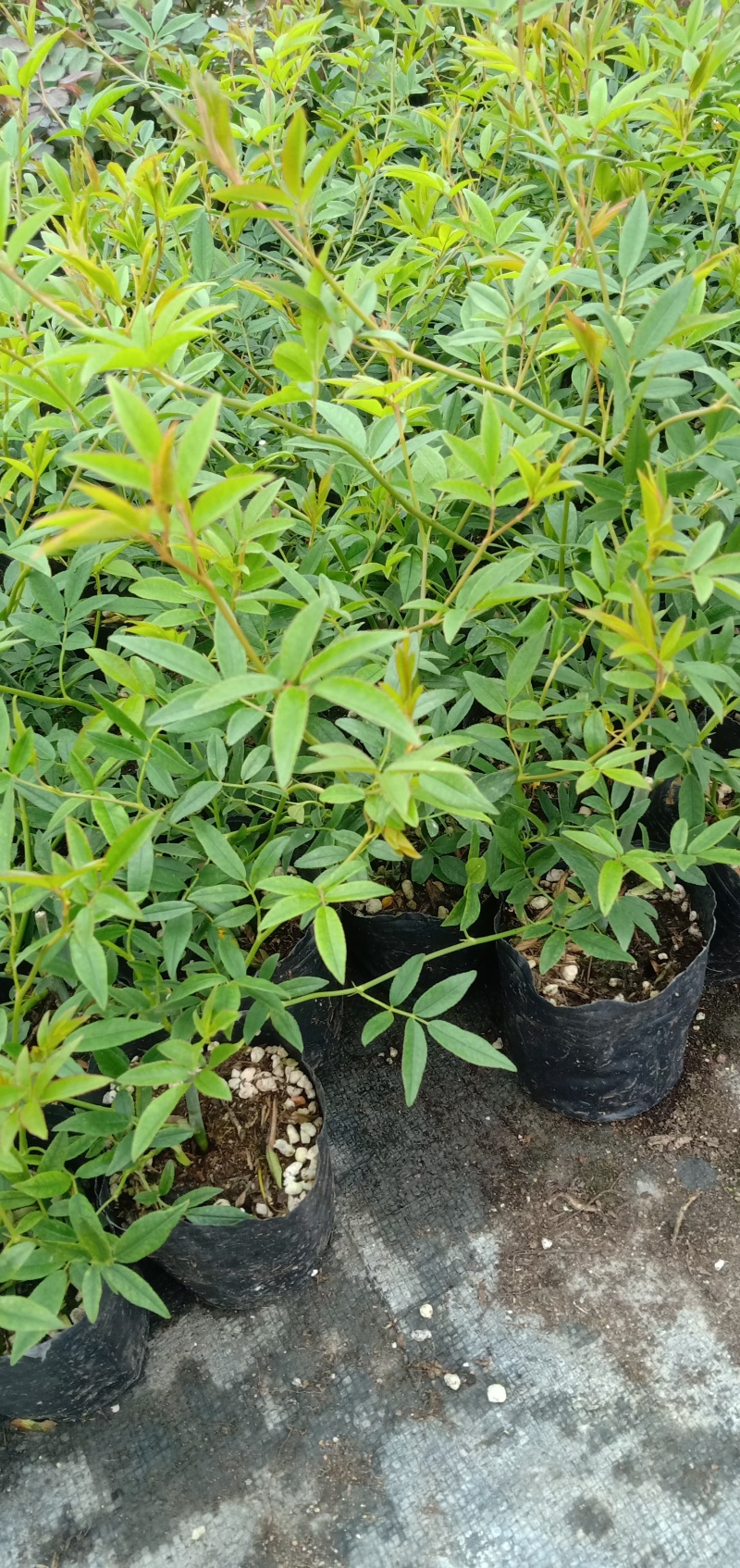 木香花苗红木香花四季甜蜜爬藤植物特大花苗盆栽攀爬浓香花卉