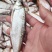 红边翘嘴