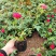 木香花黄木香红木香黄木香(量大1.8元)庭院爬藤攀耐寒