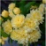 木香花黄木香红木香黄木香(量大1.8元)庭院爬藤攀耐寒