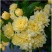 木香花黄木香红木香黄木香(量大1.8元)庭院爬藤攀耐寒