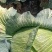 精品甘蓝圆包菜货源充足量大从优质量保证欢迎咨询