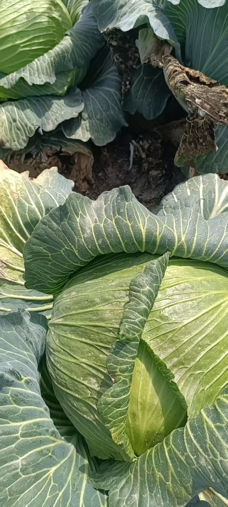 精品甘蓝圆包菜货源充足量大从优质量保证欢迎咨询