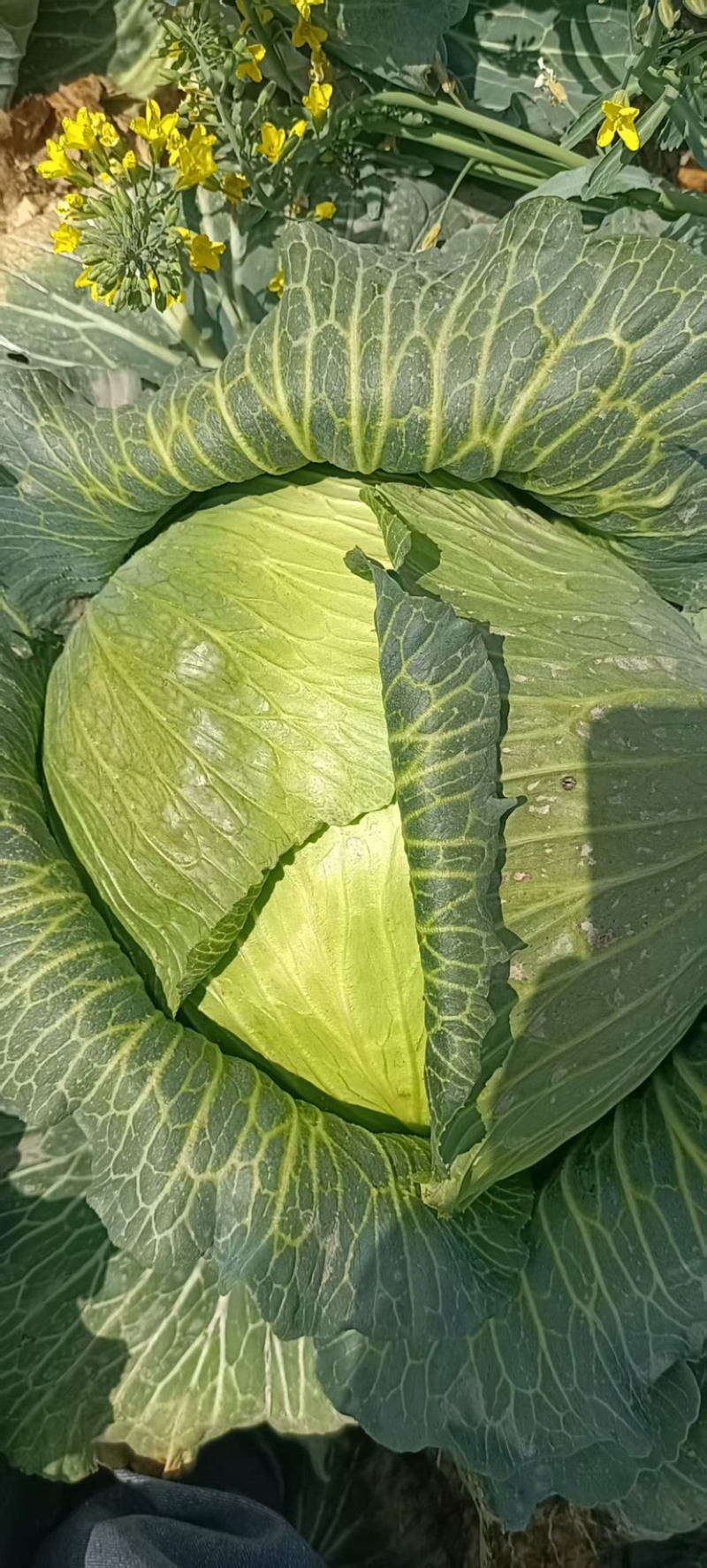 精品甘蓝圆包菜货源充足量大从优质量保证欢迎咨询