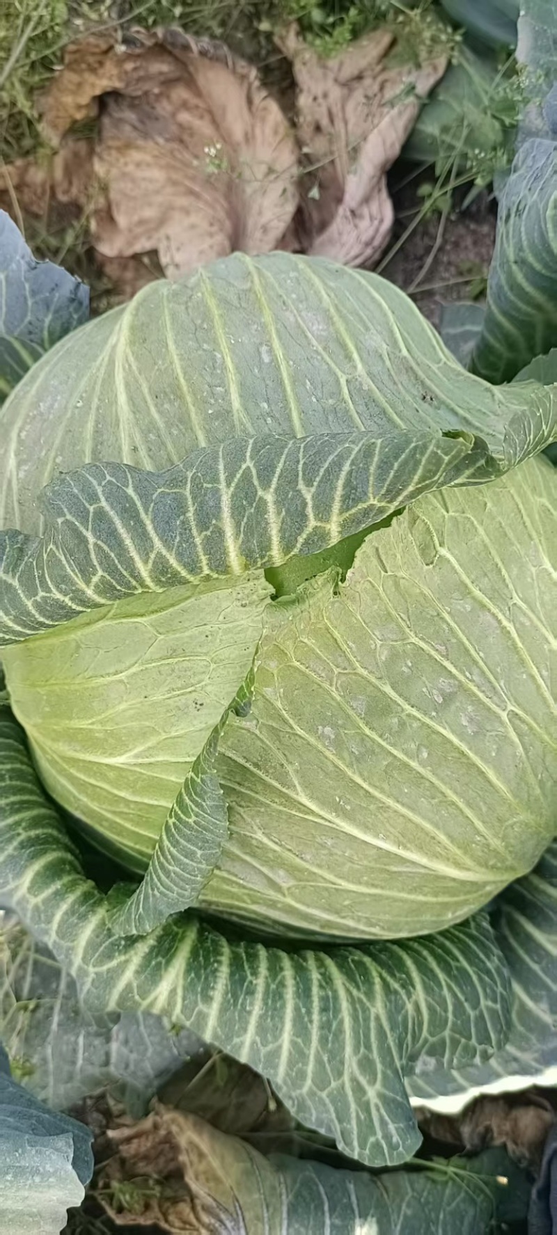 精品甘蓝圆包菜货源充足量大从优质量保证欢迎咨询