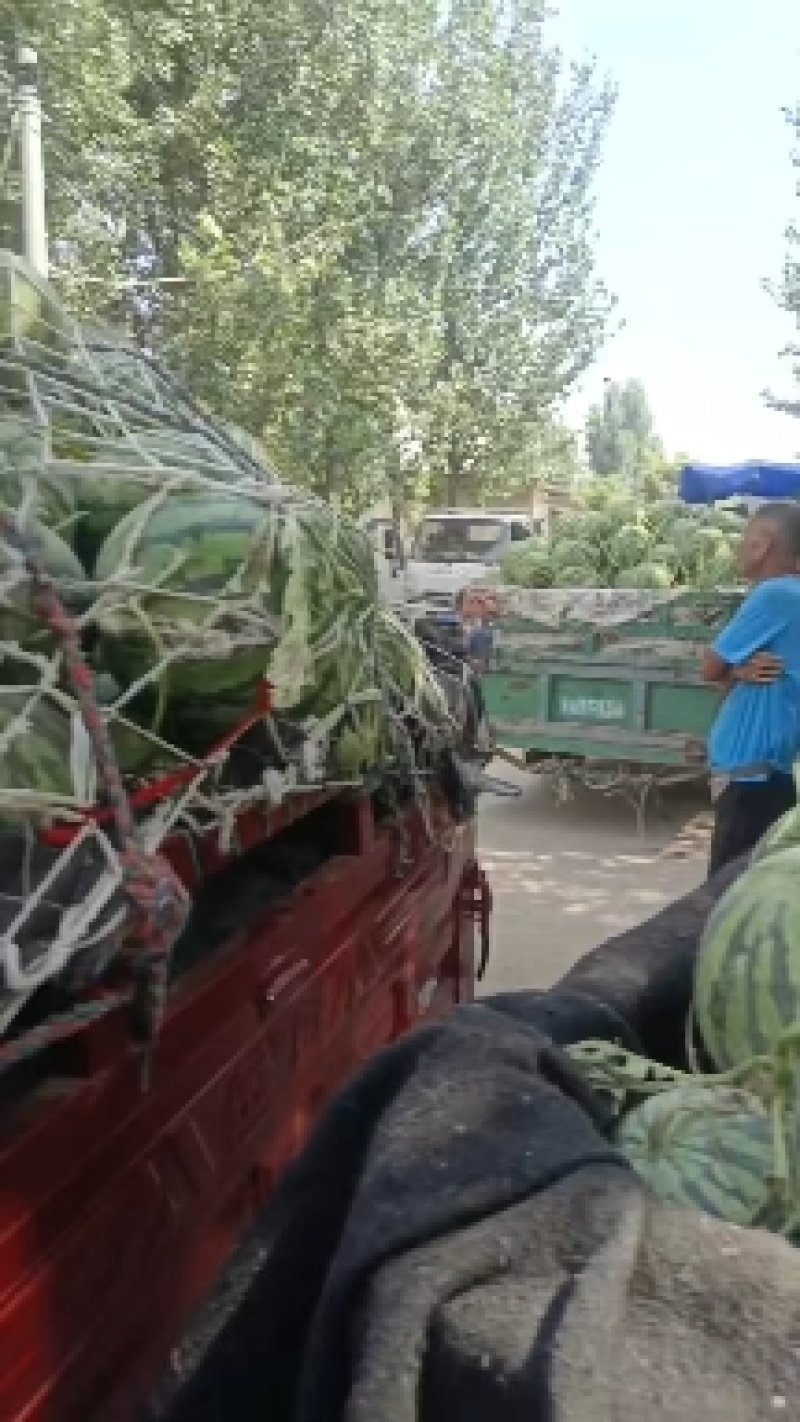 精品有籽西瓜麒麟西瓜美都西瓜大量供应可视频看货