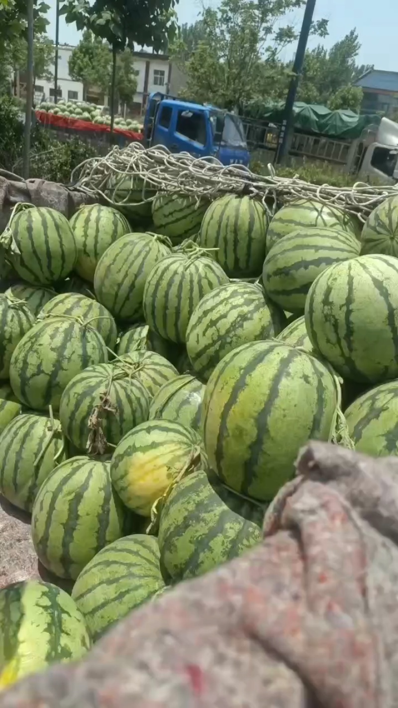 精品有籽西瓜麒麟西瓜美都西瓜大量供应可视频看货