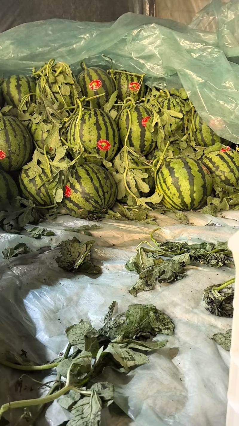 山东大西瓜甜王美都量大从优品质保证