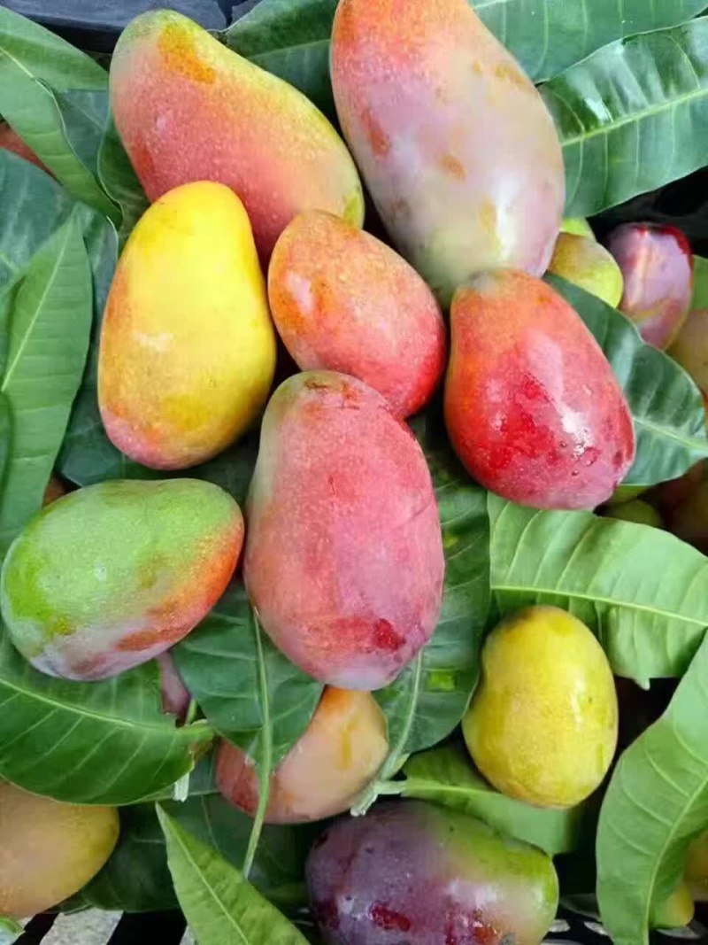 精品贵妃芒货源充足量大从优质量保证欢迎咨询