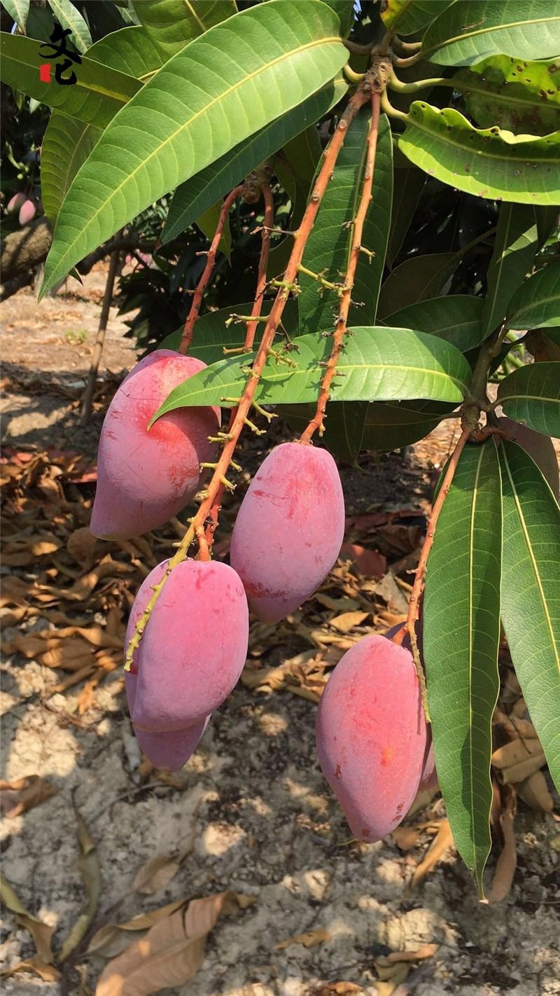 精品贵妃芒货源充足量大从优质量保证欢迎咨询