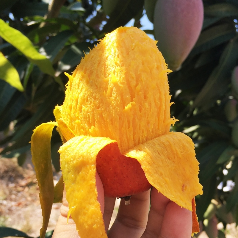 精品贵妃芒货源充足量大从优质量保证欢迎咨询