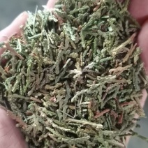 干侧柏叶，当季新货，可物流可快递，可以发样，需要电联