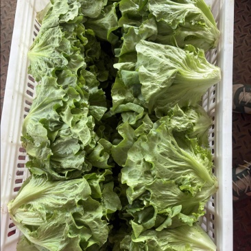 精品罗马生菜。意大利生菜全国代办量大从优。欢迎来电