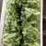 精品罗马生菜。意大利生菜全国代办量大从优。欢迎来电