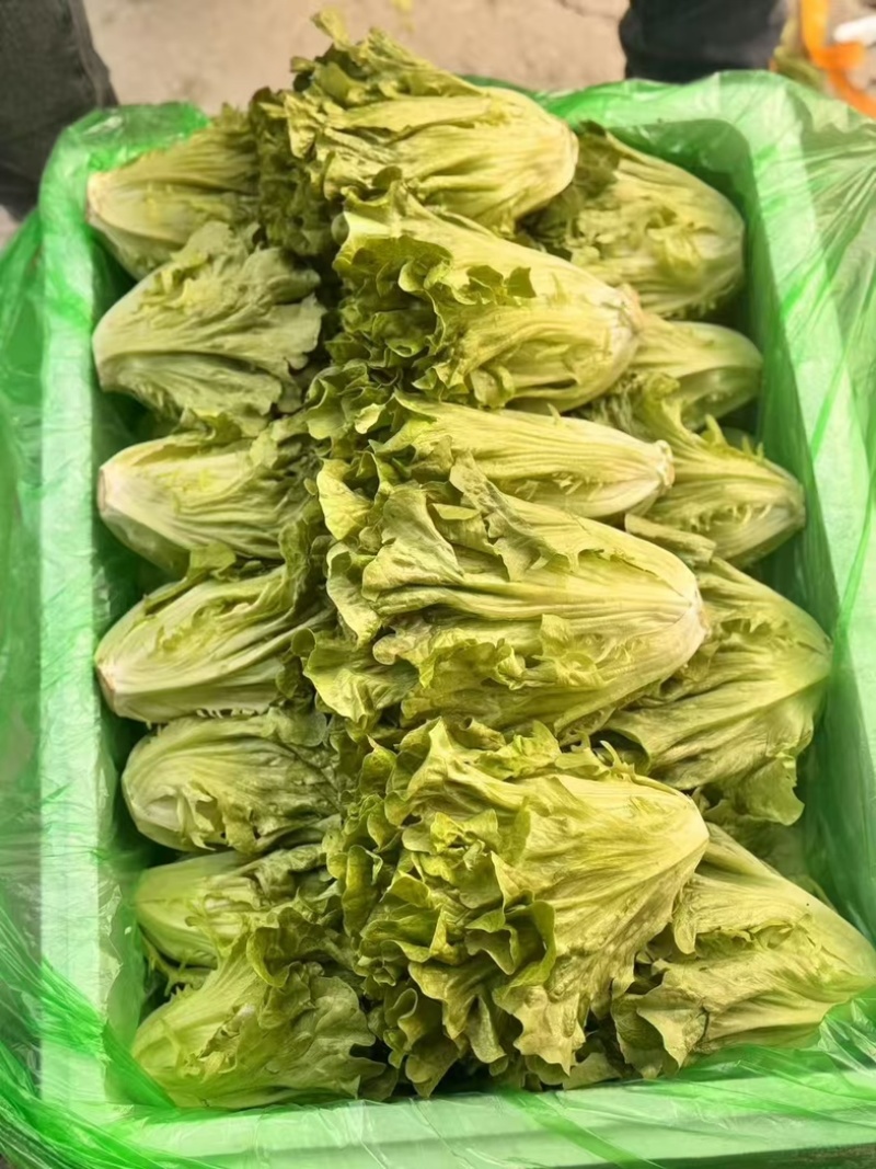 精品罗马生菜。意大利生菜全国代办量大从优。欢迎来电