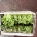 精品罗马生菜。意大利生菜全国代办量大从优。欢迎来电