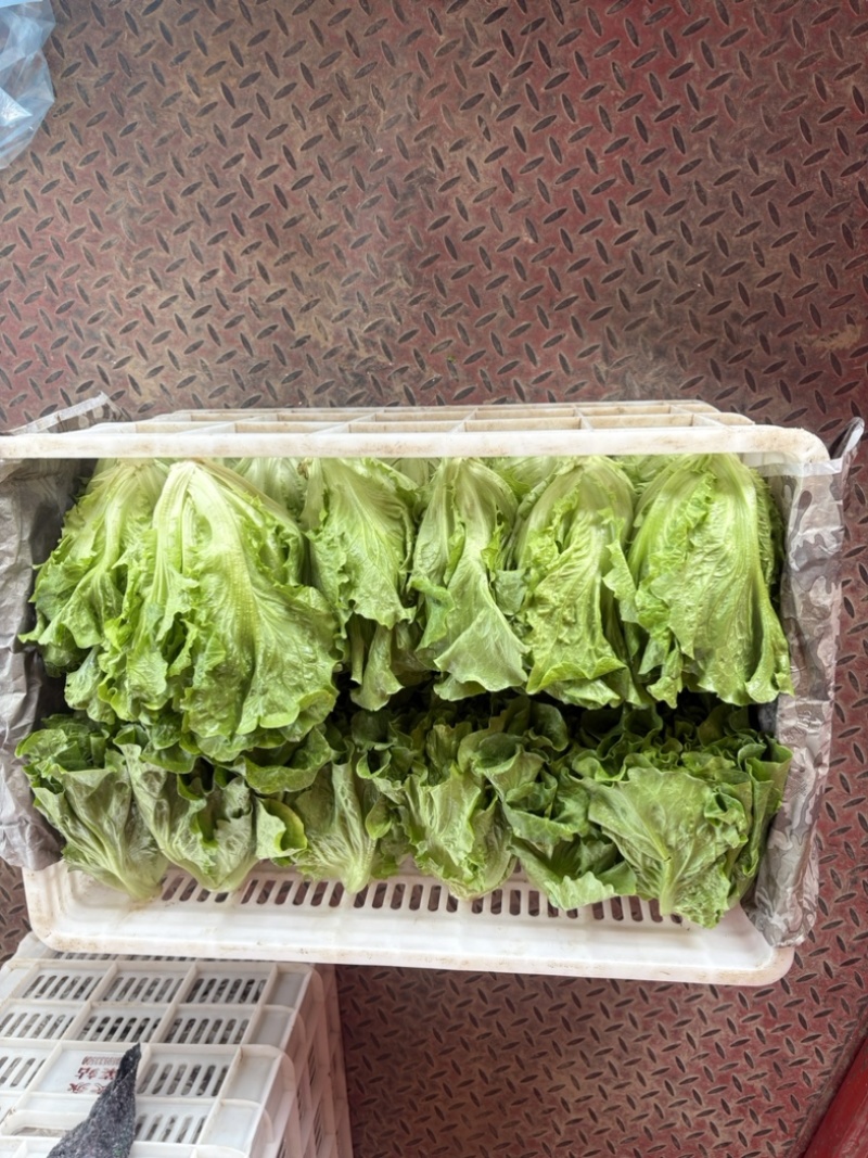 精品罗马生菜。意大利生菜全国代办量大从优。欢迎来电