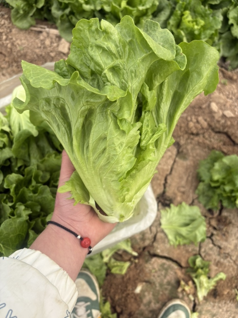 精品罗马生菜。意大利生菜全国代办量大从优。欢迎来电