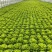 精品罗马生菜。意大利生菜全国代办量大从优。欢迎来电