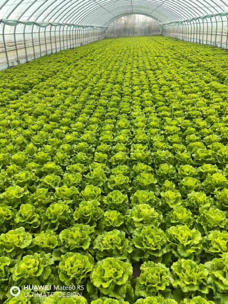 精品罗马生菜。意大利生菜全国代办量大从优。欢迎来电