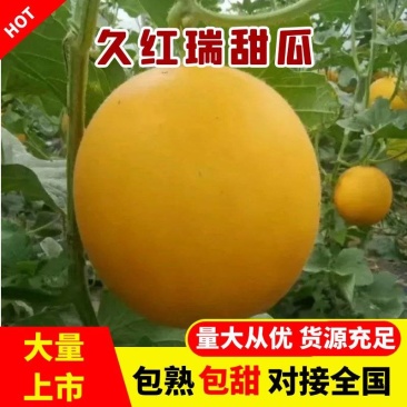 瑞红甜瓜，河南滑县万亩甜瓜大量上市，代发全国，实力代办