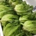 精品罗马生菜。意大利生菜全国代办量大从优。欢迎来电