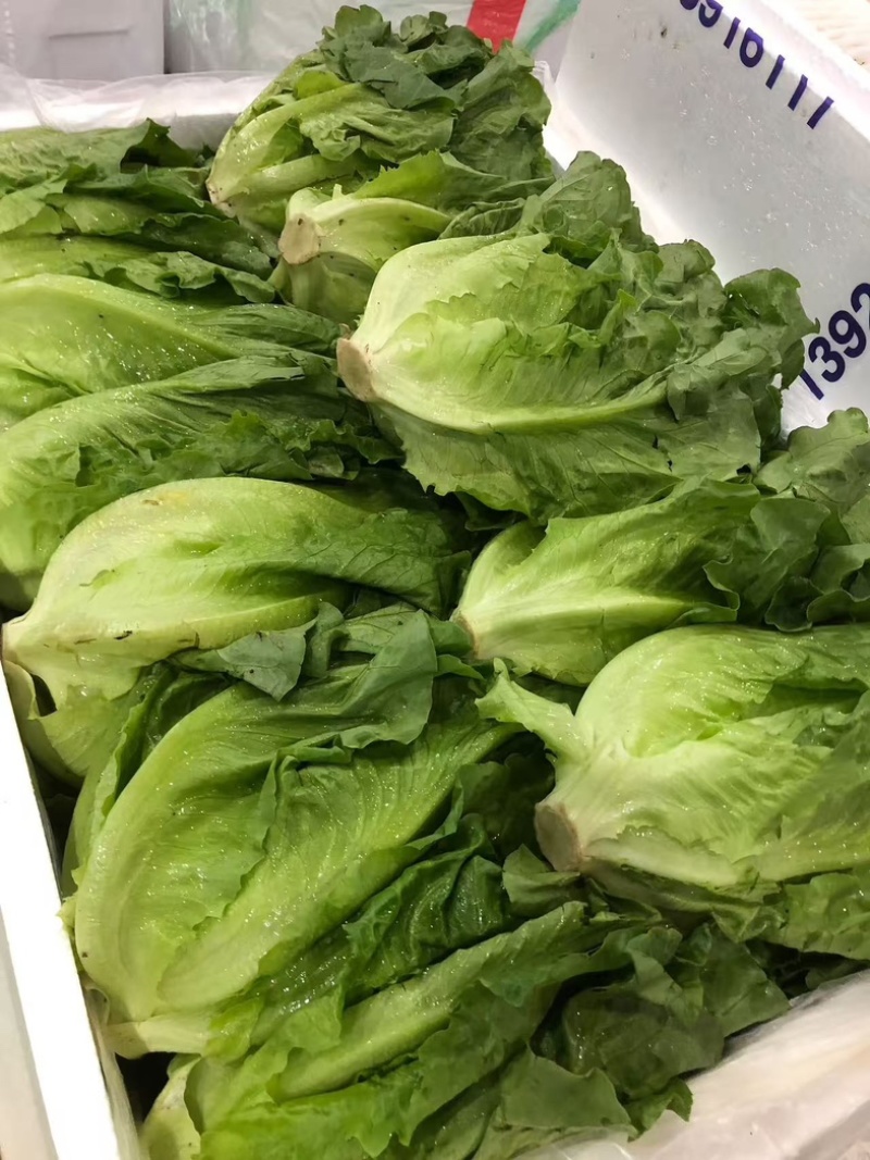 精品罗马生菜。意大利生菜全国代办量大从优。欢迎来电