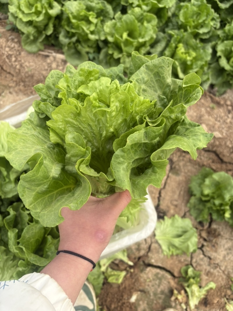 精品罗马生菜。意大利生菜全国代办量大从优。欢迎来电
