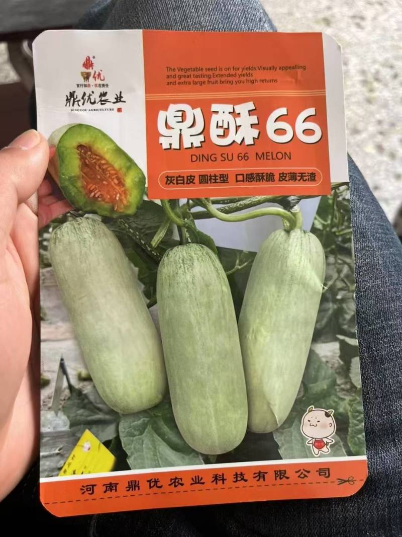羊角蜜甜瓜种子鼎酥66每棵留4个瓜瓜个2~5斤