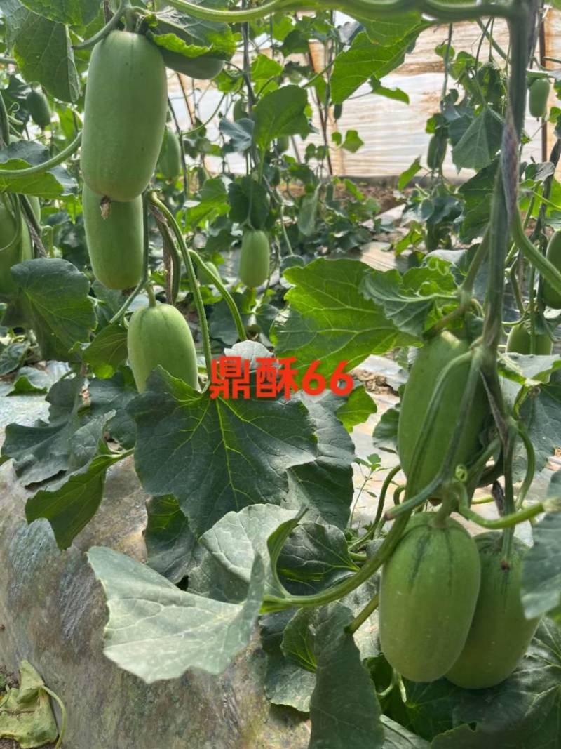 羊角蜜甜瓜种子鼎酥66每棵留4个瓜瓜个2~5斤