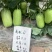 羊角蜜甜瓜种子鼎酥66每棵留4个瓜瓜个2~5斤
