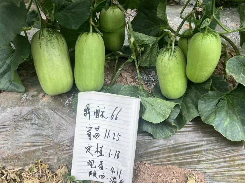 羊角蜜甜瓜种子鼎酥66每棵留4个瓜瓜个2~5斤