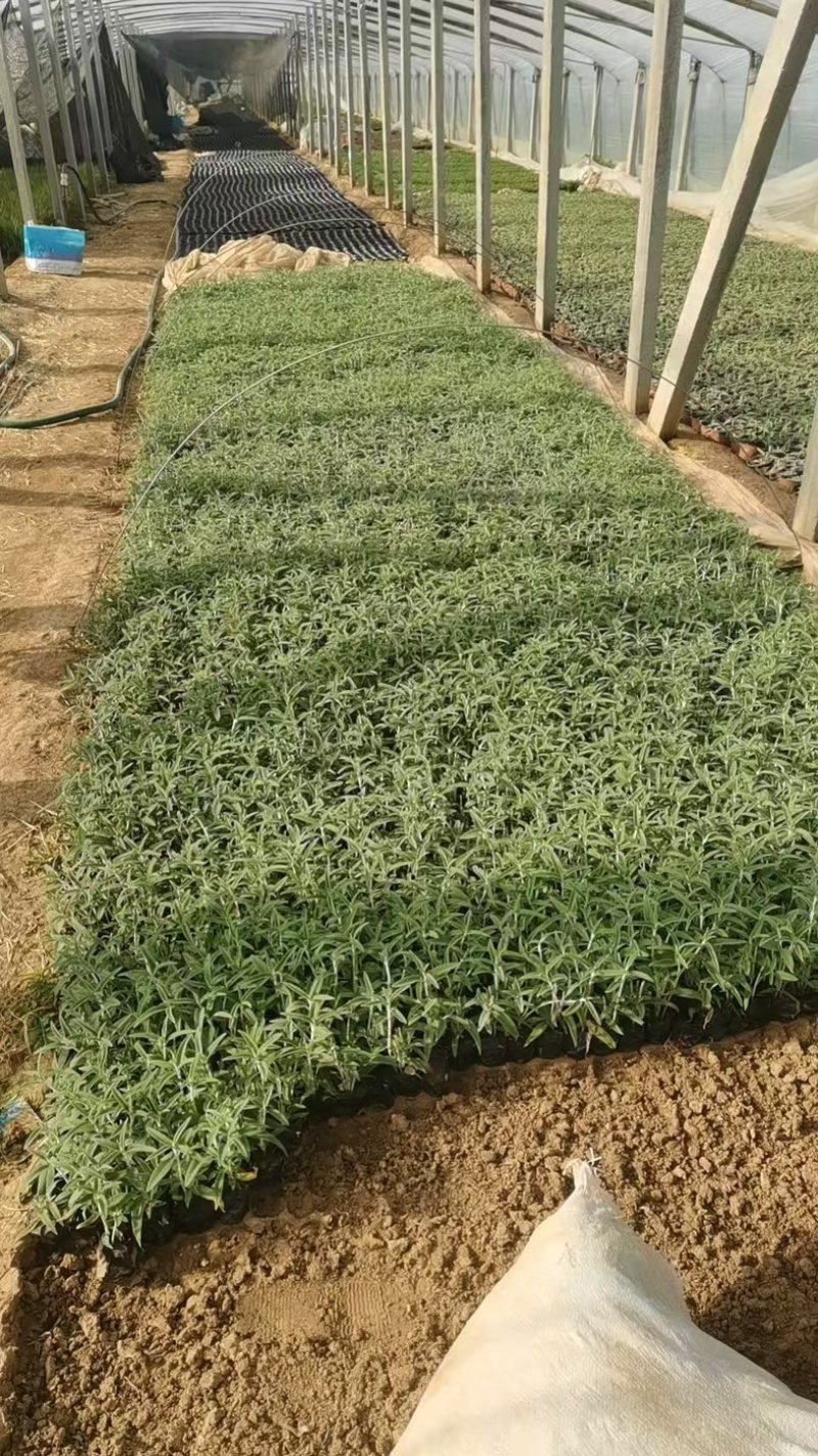 潍坊墨西哥鼠尾草双色盆