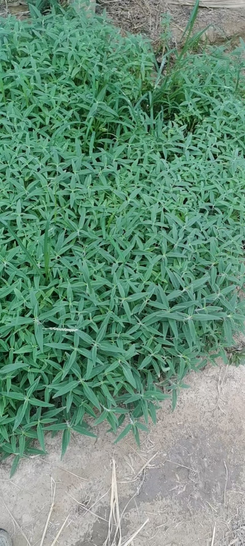 潍坊墨西哥鼠尾草双色盆