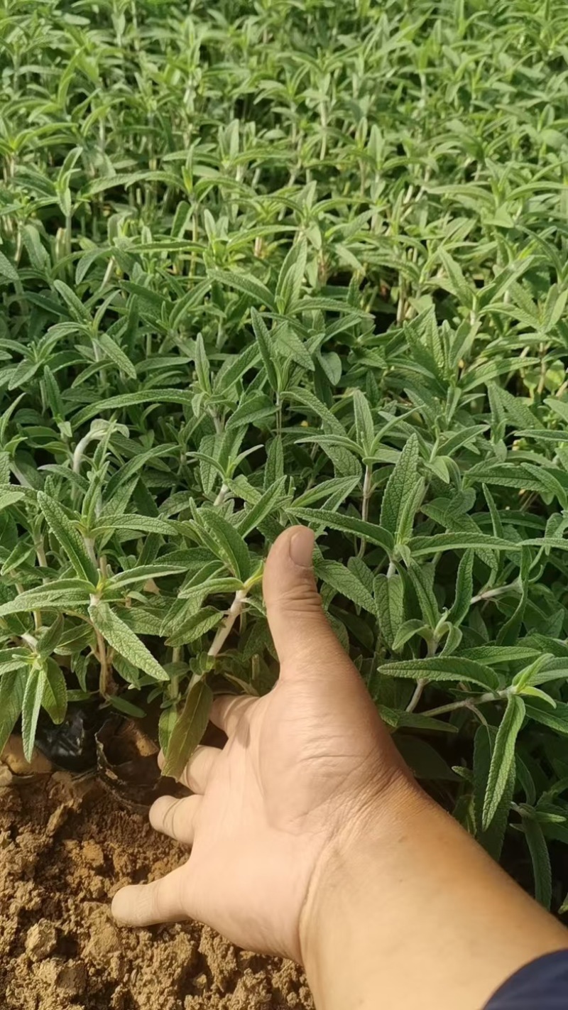 潍坊墨西哥鼠尾草双色盆