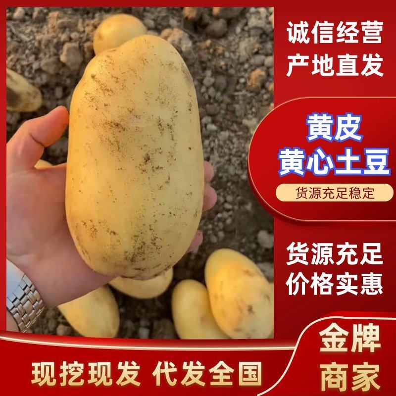 黄皮黄心土豆河南土豆产地现货规格齐全，对接电商市场批发商