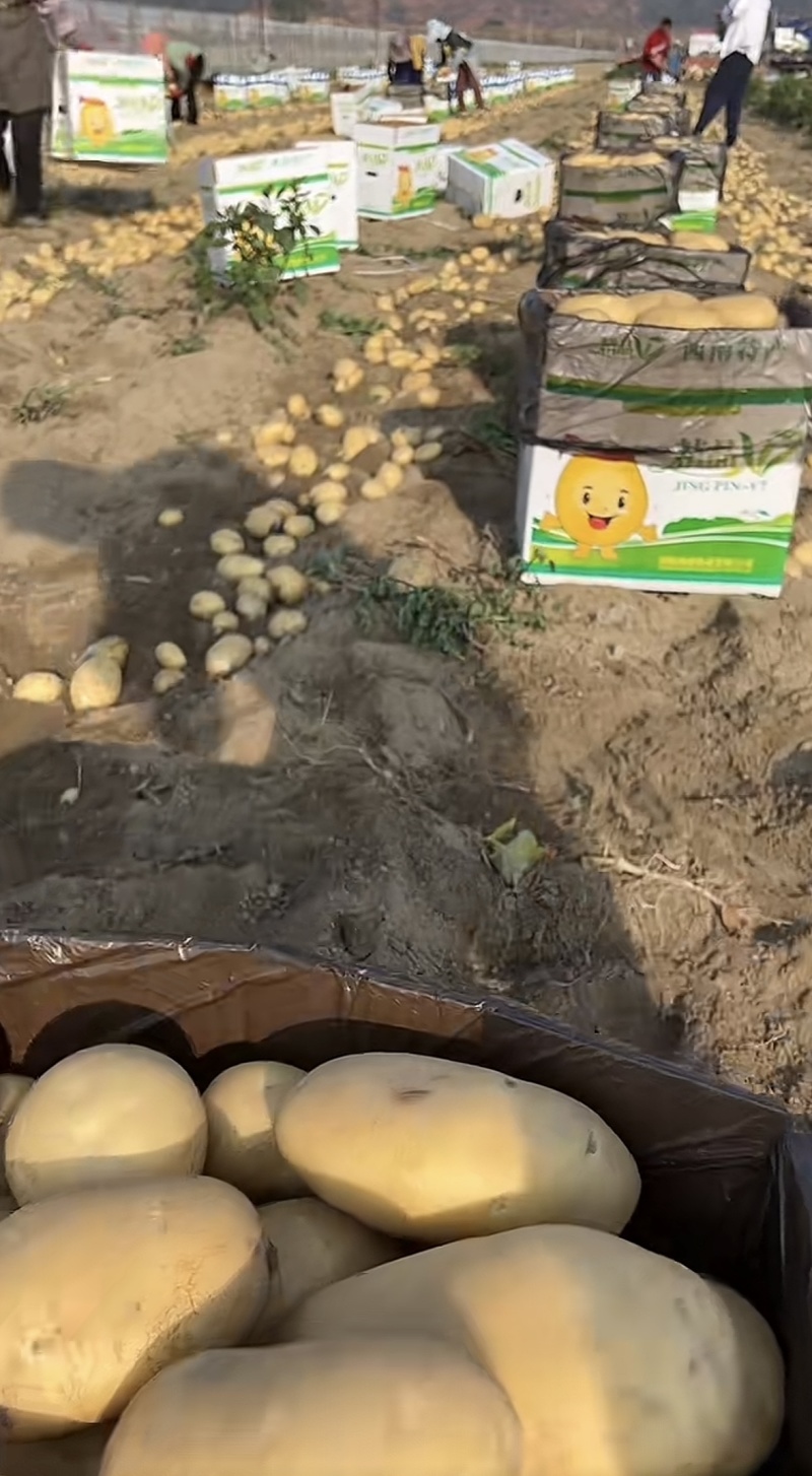 黄皮黄心土豆河南土豆产地现货规格齐全，对接电商市场批发商