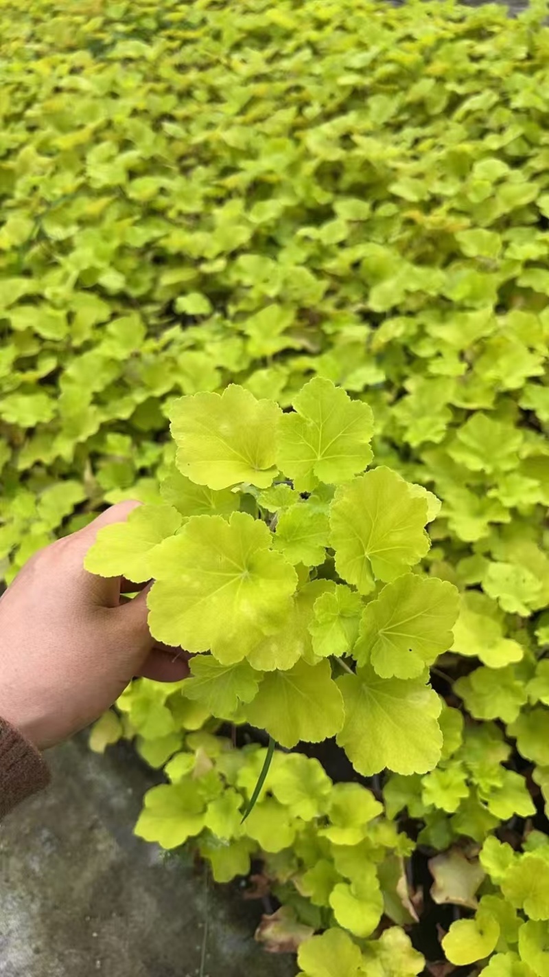 潍坊多色矾根成活率高品质保障