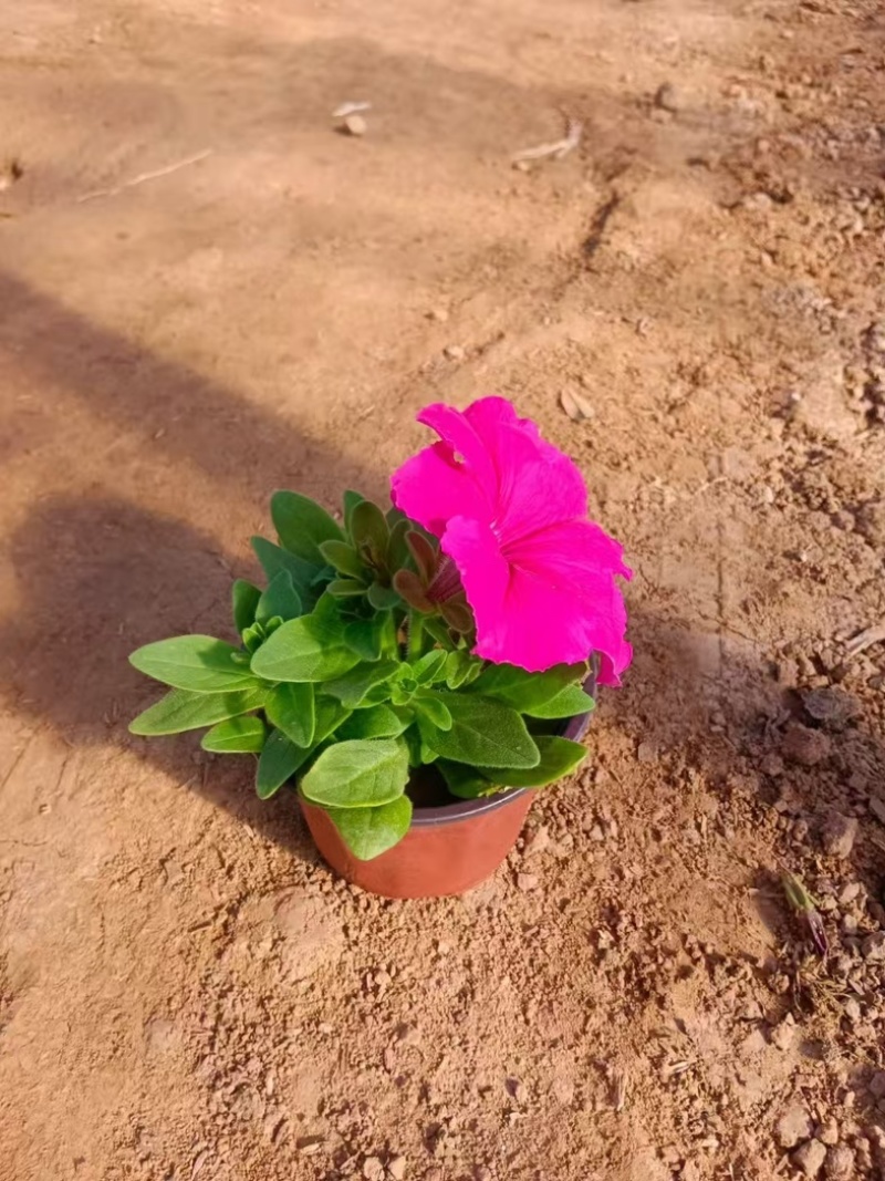 潍坊牵牛花双色盆成活率高品质保障