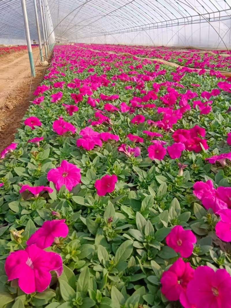 潍坊牵牛花双色盆成活率高品质保障