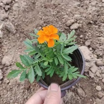 潍坊孔雀草双色盆成活率高