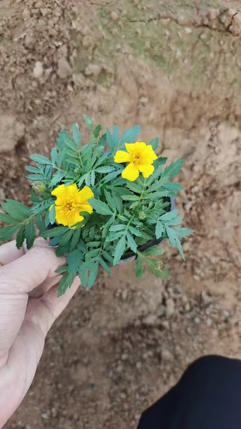 潍坊孔雀草双色盆成活率高