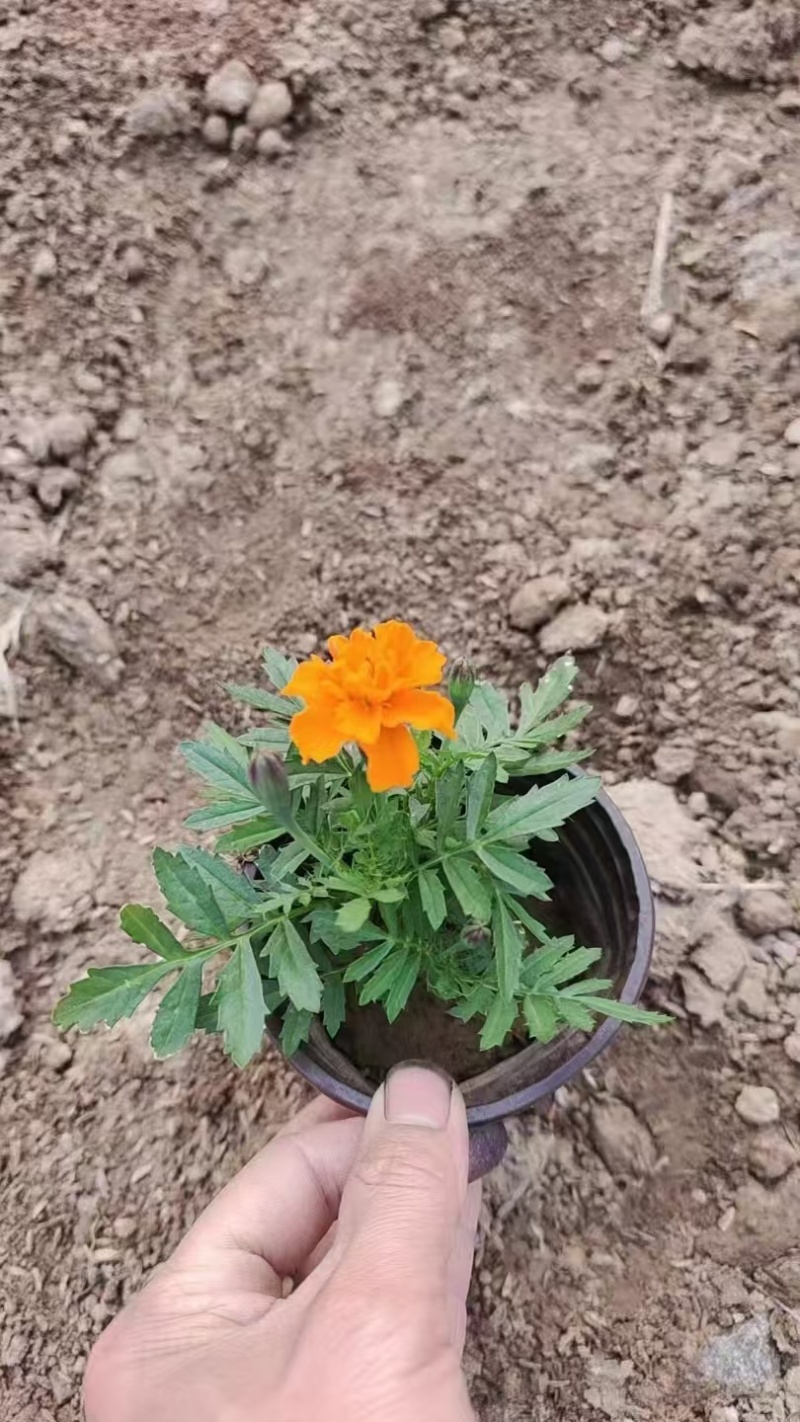 潍坊孔雀草双色盆成活率高