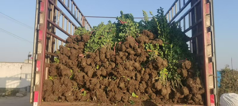 潍坊丛生独杆北海道黄杨成活率高品质保障