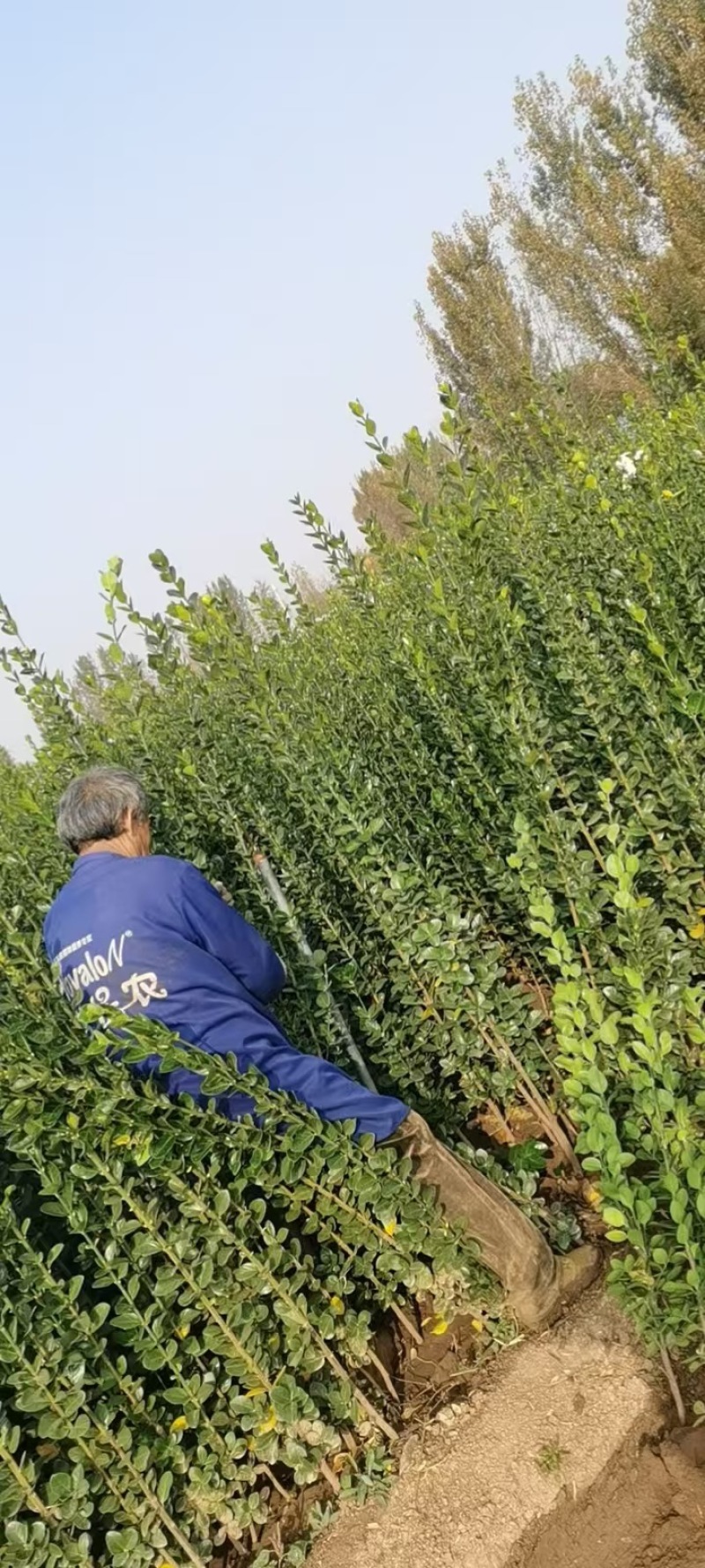 潍坊丛生独杆北海道黄杨成活率高品质保障