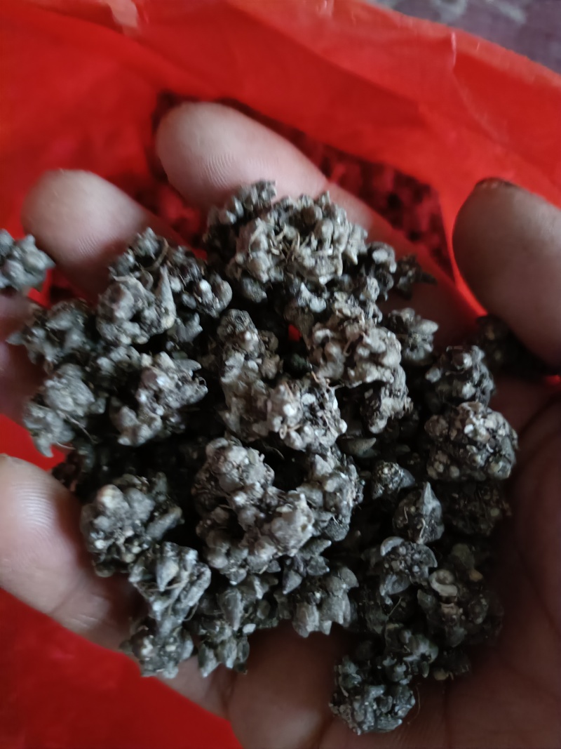 猫爪草自家种植基地常年供应量大价优可视频看货
