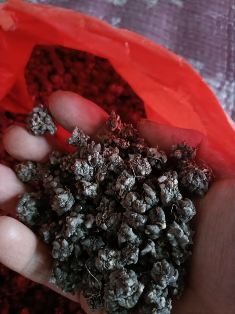 猫爪草自家种植基地常年供应量大价优可视频看货