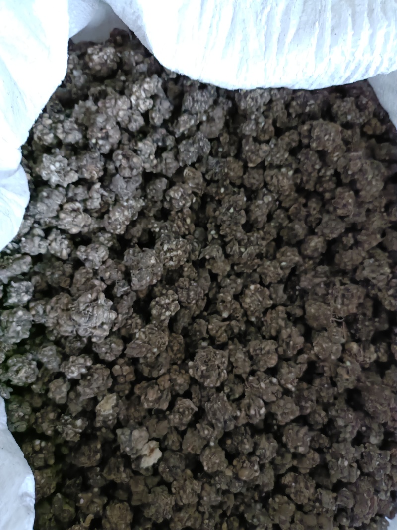 猫爪草自家种植基地常年供应量大价优可视频看货