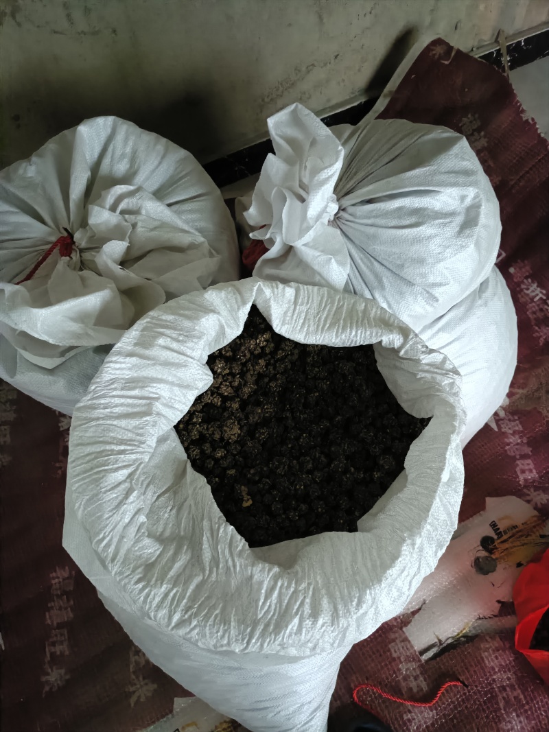 猫爪草自家种植基地常年供应量大价优可视频看货